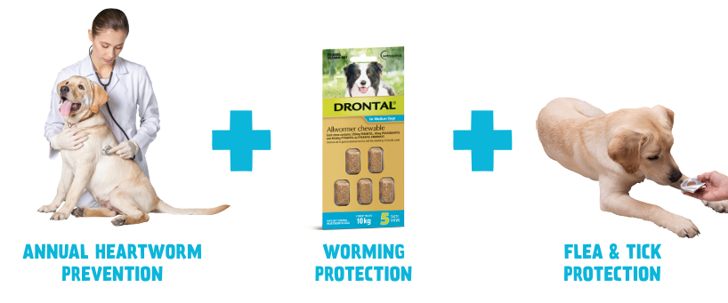 Drontal Complete Care