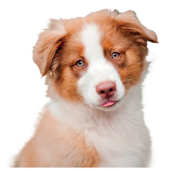 puppy